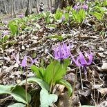 那珂川で100万株のカタクリ見頃　薄紫色のかれんな花々、来場者癒やす