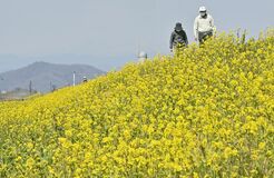 渡良瀬遊水地で菜の花見頃