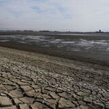 渡良瀬遊水地・谷中湖の底があらわに　水質保全へ、水を抜く恒例の「干し上げ」