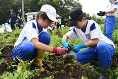 児童らが掘り出し あすじゃがいも祭