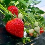 フリマアプリで苗の無断販売、種苗の海外流出防げ　農産物の知的財産保護へ、栃木県が新戦略