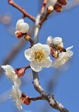サンシュユ見頃、虫たち飛び交う　壬生