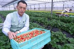 ＜19＞栃木イチゴおいしさの理由　王国守る熱い意欲