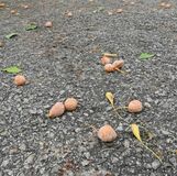 道に落ちているギンナン、食べてもいい？　県庁に聞いてみた