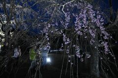 シダレザクラ癒やしのライトアップ　「花を見て明るくなって」那須烏山の菊地さん方