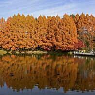 燃える水鏡、宇都宮の県中央公園でメタセ…