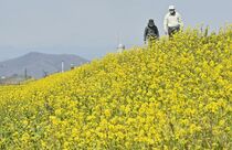 渡良瀬遊水地で菜の花見頃