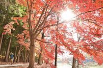 真岡・井頭公園の紅葉終盤