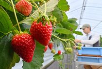 なつおとめ収穫期迎える