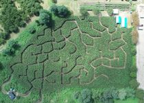 トウモロコシ畑に巨大迷路 那須塩原