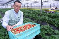＜19＞栃木イチゴおいしさの理由　王国守る熱い意欲