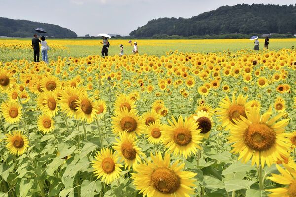 見頃を迎えたヒマワリ