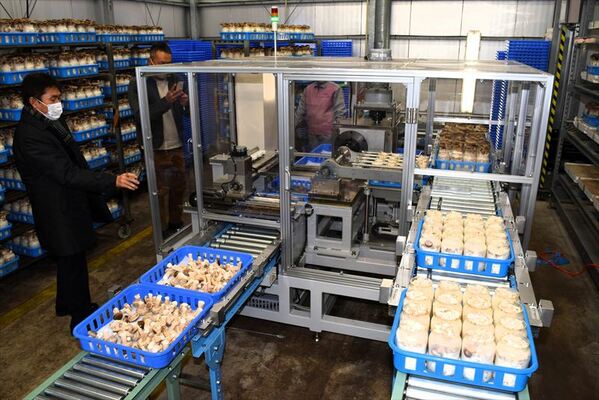 瓶方式菌床シイタケを自動裁断、収穫する装置を見学する生産者ら＝那珂川町