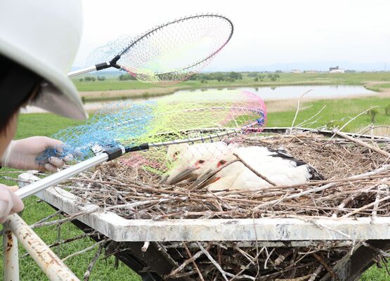 足輪を装着するなどして、人工巣塔に戻されるコウノトリのひな＝９日午前11時、小山市下生井（小山市提供）