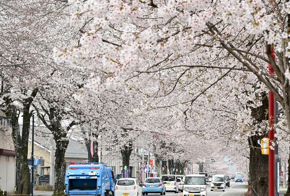 見頃を迎えた「美しすぎる桜並木」