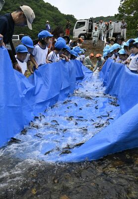 シートを持って稚アユを放流する園児たち
