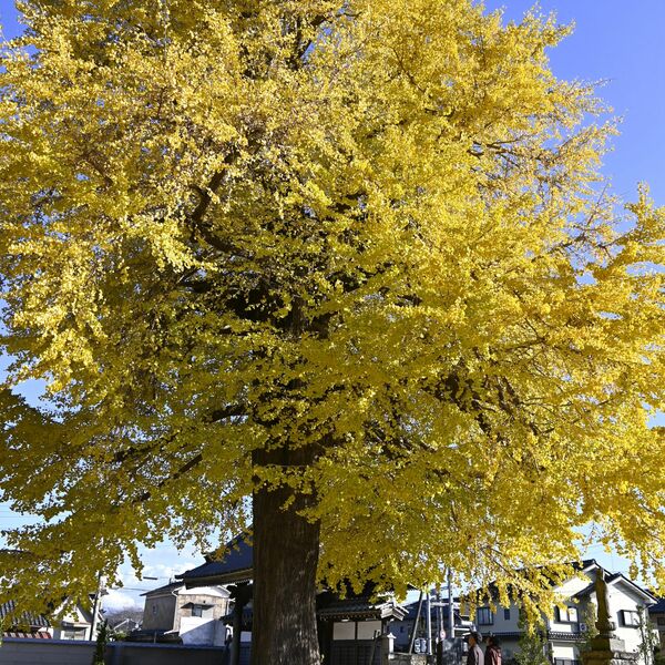 お葉付き、ラッパ、斑入り… 上三川で樹齢300年のイチョウが見頃