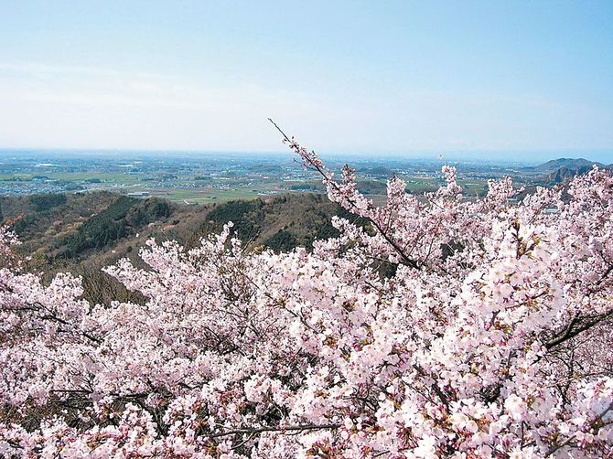 謙信平では眺望と桜が楽しめます