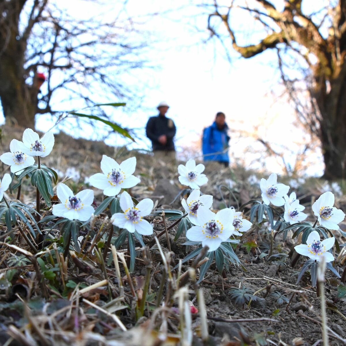 里山に春の訪れ告げる白い花 栃木の植物園でセツブンソウ見頃｜県内