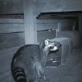 栃木県内のアライグマ捕獲、過去最多の932頭　10年間で50倍以上に　生息数急増の要因は？
