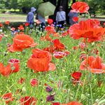 壬生・わんぱく公園でポピー見頃　30万本が花畑赤く染める