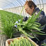 鹿沼で冬ニラ収穫期迎える　甘み強くやわらかい
