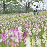 雨に映えるパステルカラー　北アフリカなど原産のリナリア見頃　那須フラワ…