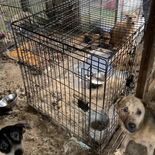那珂川の動物保護団体施設で犬の多頭飼育崩壊　県動物愛護指導センターが1…