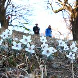 里山に春の訪れ告げる白い花　栃木の植物園でセツブンソウ見頃
