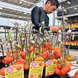 ハロウィーンに向け「観賞用パンプキン」出荷最盛期　実はナス科　真岡の園芸農家
