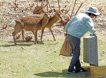 雌の親子シカ…仲間どう増やす