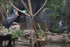 ハシビロコウ同居始まる　那須