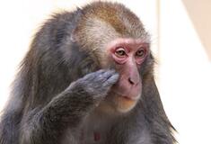 野生サルも花粉症？