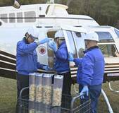 イノシシに経口ワクチン