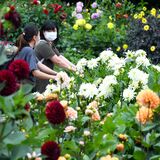 ダリアが見頃　壬生・わんぱく公園