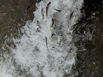 遡上アユ 平年より早く