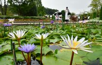 スイレン見頃　足利