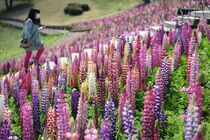 ルピナス1万株 花木センターで開花 鹿沼