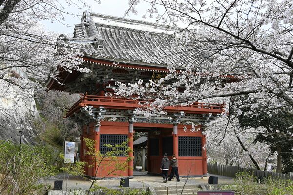 満開のソメイヨシノに囲まれた仁王門