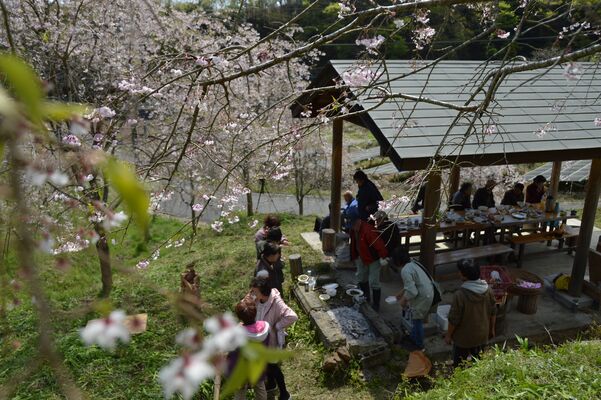 シダレザクラの花びらが舞う中、４年ぶりに開かれた花見会