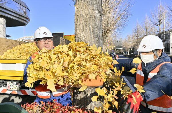 敷き積もった落ち葉を清掃する作業員