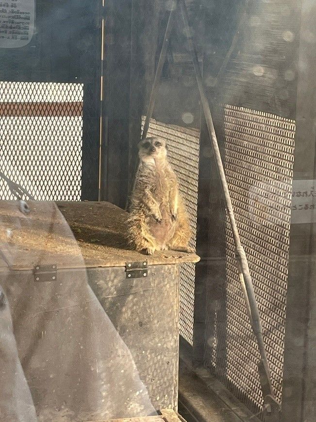 写真でも動画でも同じ状態のミーアキャット