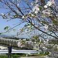 なぜ秋に？　小山の公園で思川桜１本だけ満開　原種の特性出たか