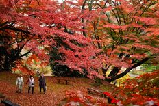 真っ赤に色づく土佐楓　大田原・御殿山公園で見頃【動画】