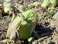 那珂川でフキノトウ収穫最盛期　春の芽、天ぷらがオススメ　道の駅ばとうな…
