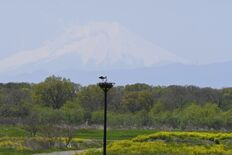 富士山望む絶景、コウノトリ生き生きと　小山・渡良瀬遊水地、春色で染まる