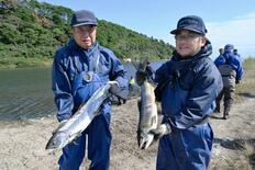 今季初漁に婚姻色のサケ