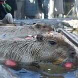 リンゴ風呂にカピバラ漬かる　那須どうぶつ王国