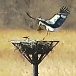 コウノトリのペア産卵か　小山の渡良瀬遊水地
