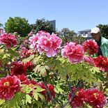 30種400株のボタン見頃　那須塩原の「あきもと園」６日にコンサートも